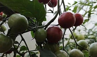 Томат холодам не рад: садовод объяснила, стоит ли в такую погоду что-то делать в огороде