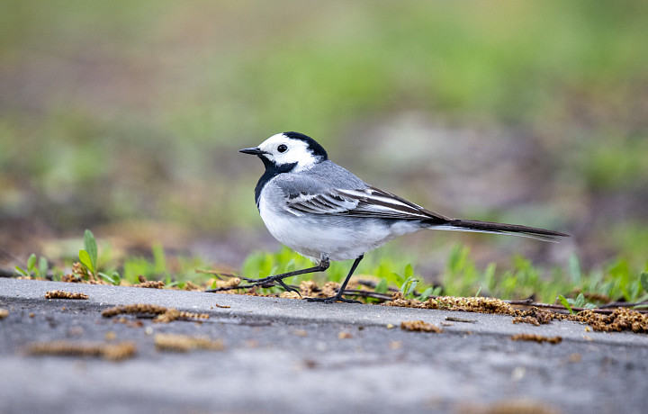 Хлеб и соленое сало: чем нельзя кормить птиц осенью