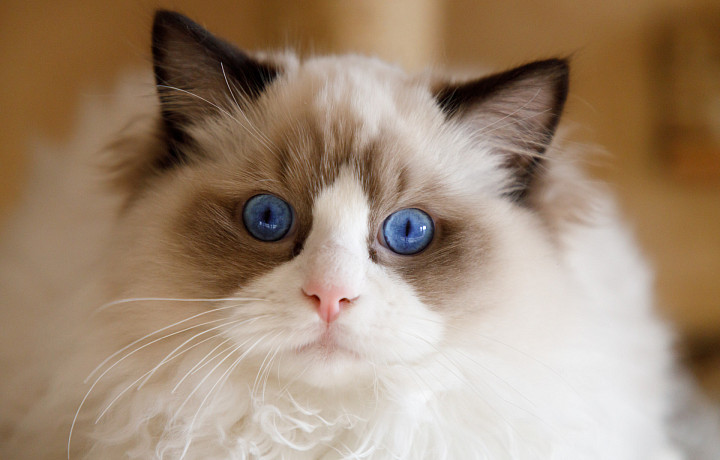 Эксперты назвали самую опасную еду для кошек