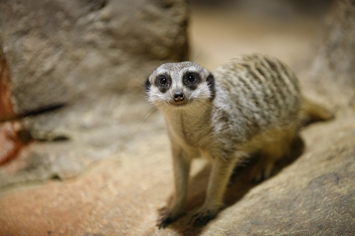 «Сурикаты агрессивно относятся к чужакам»: стоит ли заводить таких питомцев в доме