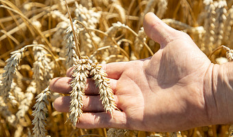 Тульские аграрии за год использовали 367 тысяч тонн органических удобрений