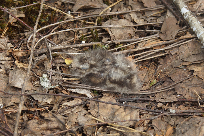 В Тульской области обнаружили гнездо редкой краснокнижной птицы