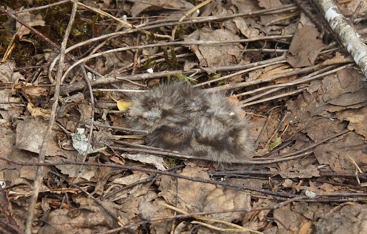 В Тульской области обнаружили гнездо редкой краснокнижной птицы