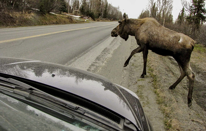 Шел медведь по лесу, попал под машину и умер: какой размер компенсации за сбитых на дороге животных предусмотрен в России, и реально ли платить надо даже за голубей?
