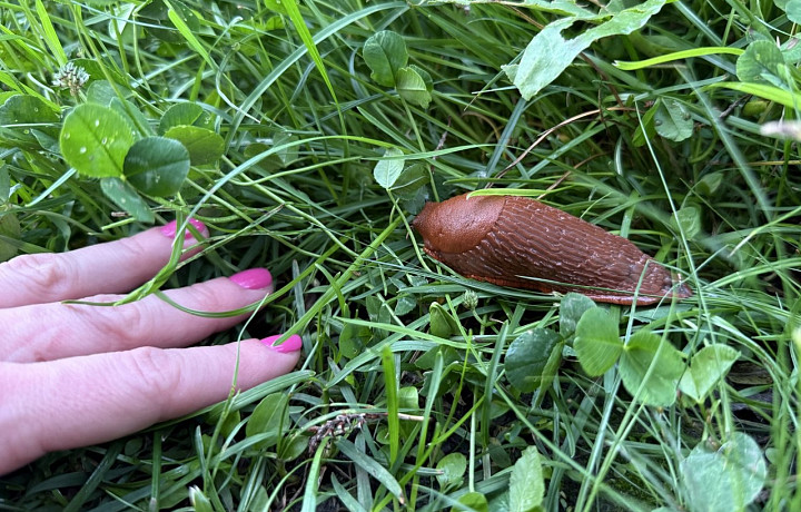 Скользкий тип: чем опасны слизни в Центральном парке и почему к ним не стоит допускать собак