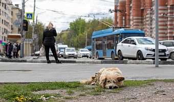 В Тульской области за год пропали 2,5 тысячи собак и кошек: какие породы убегают чаще других?
