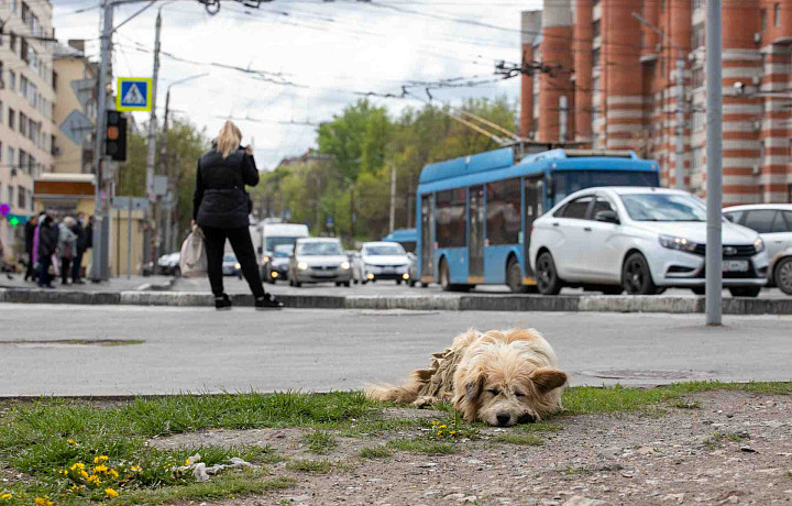 В Тульской области за год пропали 2,5 тысячи собак и кошек: какие породы убегают чаще других?