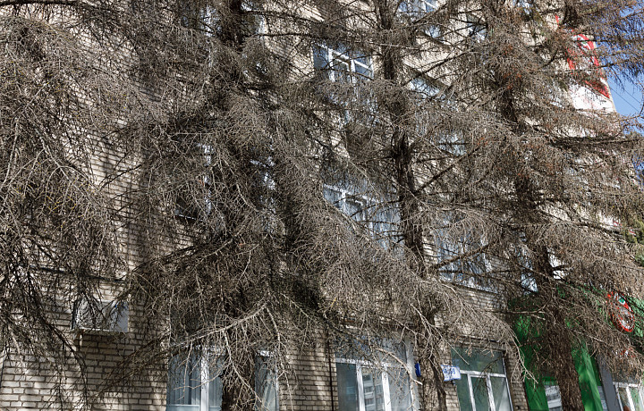 Ели засохли в сквере у ТЦ на улице Болдина в Туле