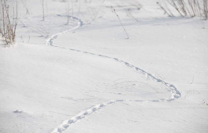 Выпадет 18-25 сантиметров свежего снега: синоптик Ильин рассказал, какая погода ждёт туляков с 11 по 15 декабря