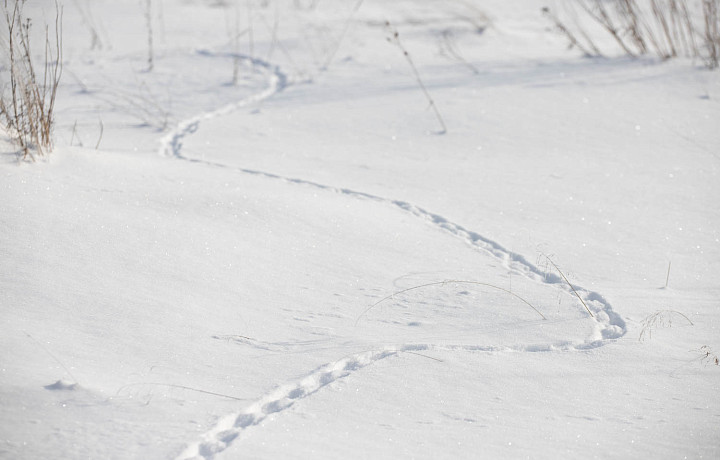 Выпадет 18-25 сантиметров свежего снега: синоптик Ильин рассказал, какая погода ждёт туляков с 11 по 15 декабря