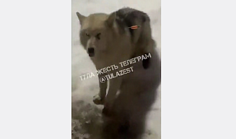 В поселке Товарковский неизвестные выстрелили в собаку из арбалета: пса спасли местные жители