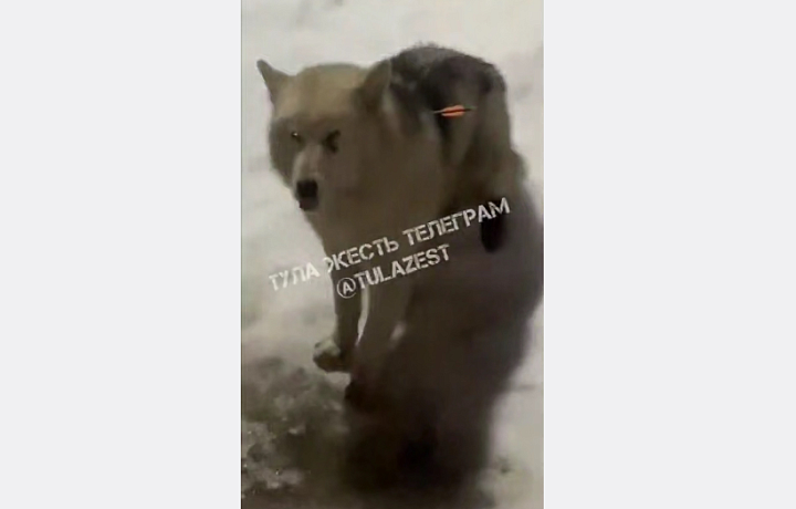 В поселке Товарковский неизвестные выстрелили в собаку из арбалета: пса спасли местные жители