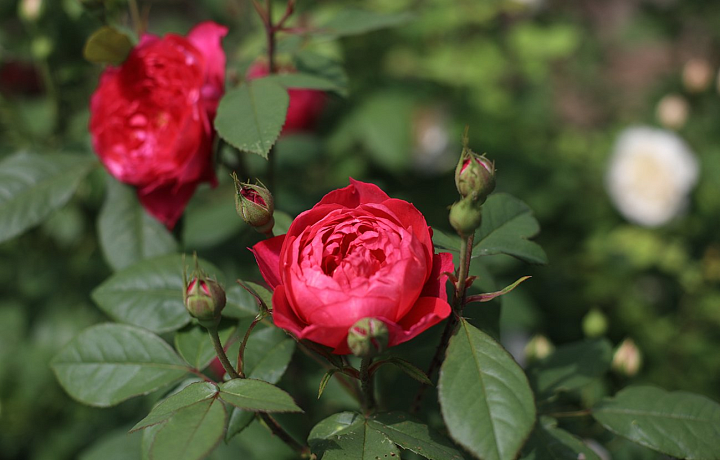 В яснополянской теплице появились исторические розы