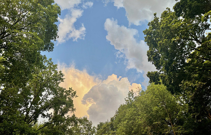 Россельхоз: в Тульской области снизилась эффективность ведения лесного хозяйства