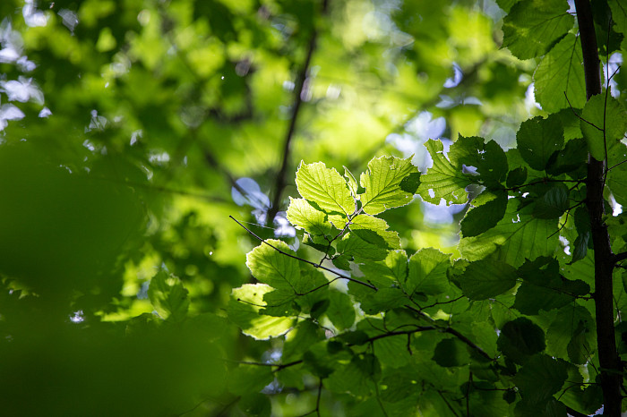 Фоторепортаж из Тесницого леса: как выглядит расстрельный полигон под Тулой