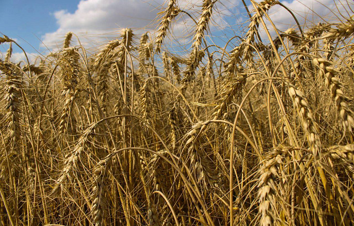 Аграрии намолотили больше миллиона тонн зерновых в Тульской области