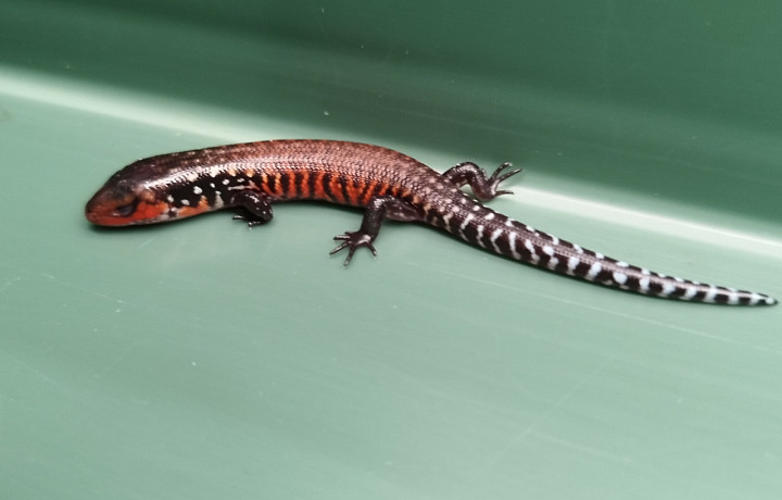 В Тульском экзотариуме родились восемь огненных сцинков