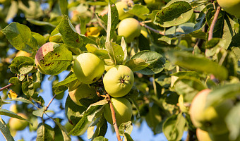Предприятие в Тульской области торговало сомнительными саженцами яблонь и груш
