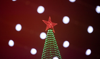 Эксперты рассказали, как выбрать елку к празднику