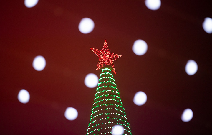 Эксперты рассказали, как выбрать елку к празднику