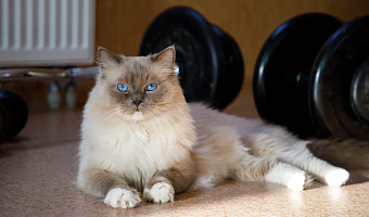 Ветеринар рассказал, что кошек нельзя будить, когда они дергаются во сне