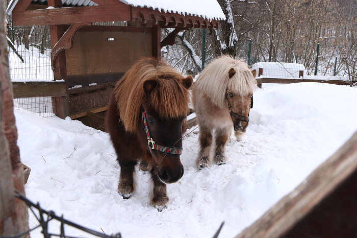 Зверские морозы: как животные зооуголка Белоусовского парка переживают снежную зиму и природные катаклизмы. Фоторепортаж