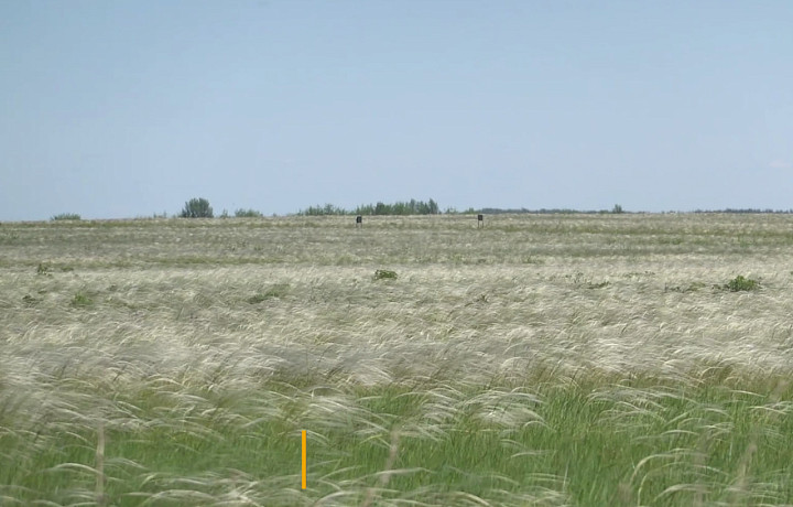 На Куликовом поле в Тульской области зацвел ковыль