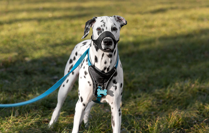 Напала собака: нужны ли сорок уколов, и кто должен нести ответственность