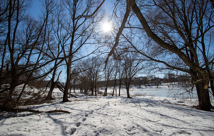 Тёплая и солнечная погода ожидает жителей Тулы 14 марта