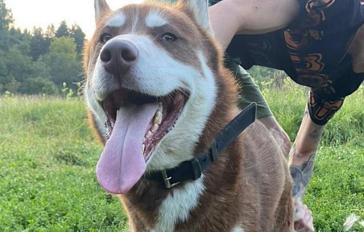 Пса-путешественника, уехавшего из Подмосковья на электричке, нашли в Тульской области