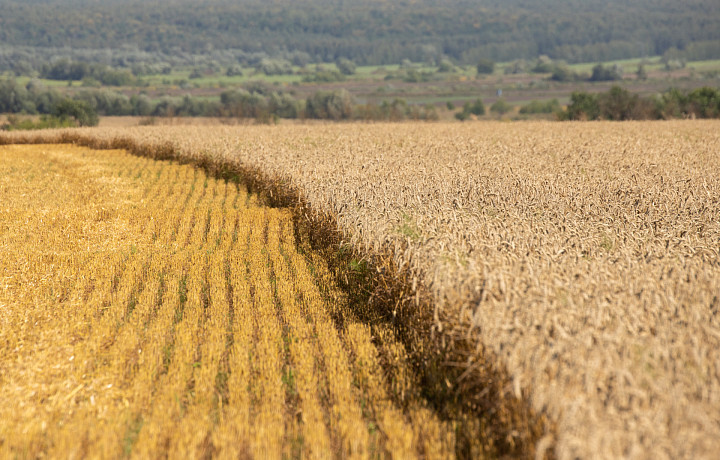 На поддержку сельского хозяйства в Тульской области выделили 5,2 миллиардов рублей