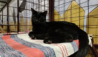 Россельхознадзор выявил нарушения в работе передвижного зоопарка «Котодеревня» в Туле