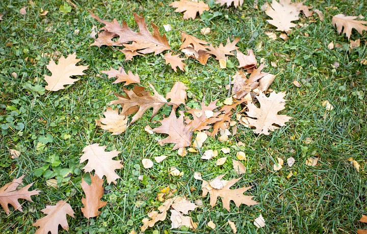 2 сентября в Туле будет облачно, а термометры покажут +15 градусов