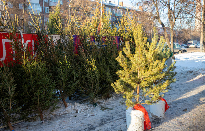 Тульский садовод рассказала, как сохранить елку в горшке до весны