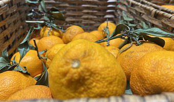 От 99 до 756 рублей за килограмм: сколько стоят мандарины в Туле и как не ошибиться при выборе?
