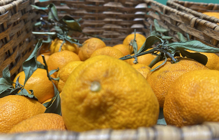 От 99 до 756 рублей за килограмм: сколько стоят мандарины в Туле и как не ошибиться при выборе?