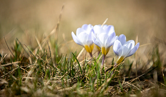 Аномально-жаркая погода ожидается в Тульской области с 1 по 5 апреля