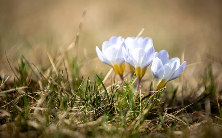 Аномально-жаркая погода ожидается в Тульской области с 1 по 5 апреля