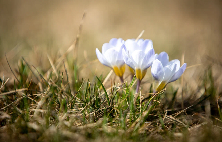 Аномально-жаркая погода ожидается в Тульской области с 1 по 5 апреля