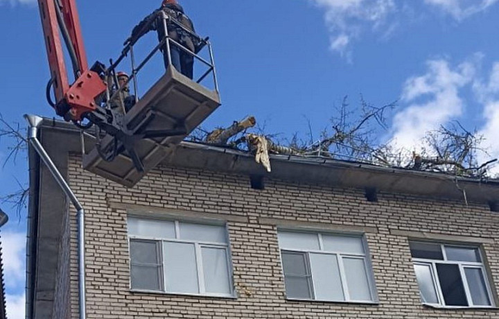 Последствия непогоды: на выходных в Туле рухнули около 70 деревьев, и девять раз отключался свет