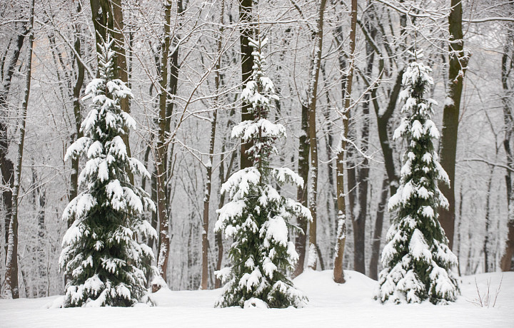 Почти месячная норма осадков выпала в Туле за сутки из-за циклона «Валли»