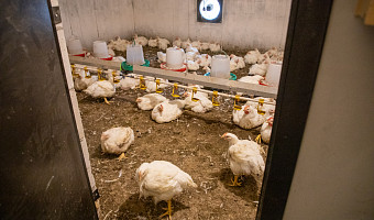 Массовая гибель птиц произошла в тульском поселке Рассвет из-за коммунальной аварии