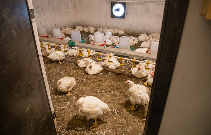 Массовая гибель птиц произошла в тульском поселке Рассвет из-за коммунальной аварии