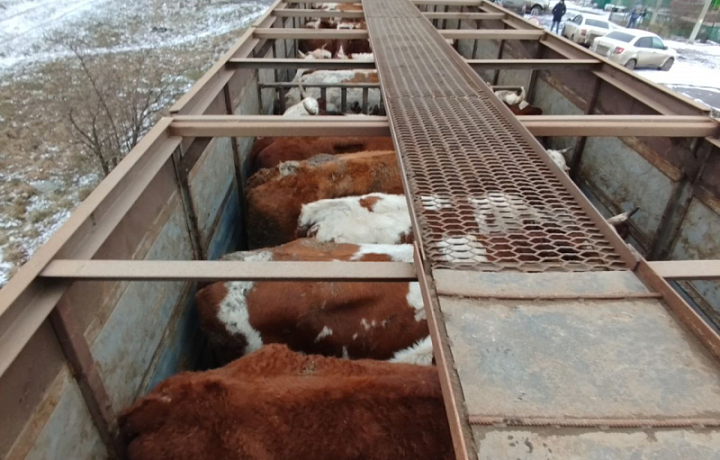 В Курской области задержали тульского водителя, перевозившего украденных коров