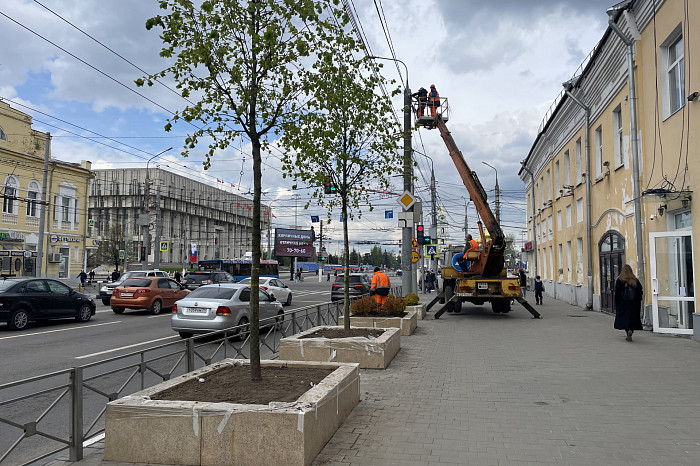 В Туле начали поднимать провода над высаженными деревьями на проспекте Ленина