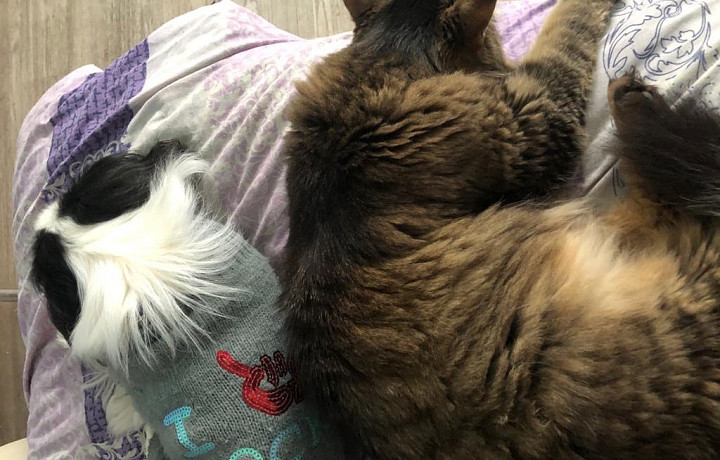 Когда пора «утеплять» собаку, и в каком случае комбинезон может навредить животному: рассказывают ветеринары