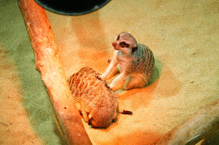 «Сурикаты агрессивно относятся к чужакам»: стоит ли заводить таких питомцев в доме