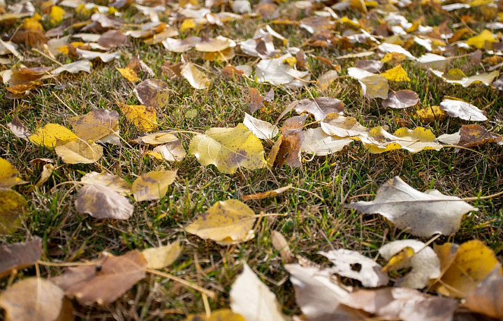 Облачность и до +20 градусов спрогнозировали синоптики в Туле 18 сентября