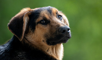 Пушистые правила: что вы знаете о законах по содержанию животных – тест