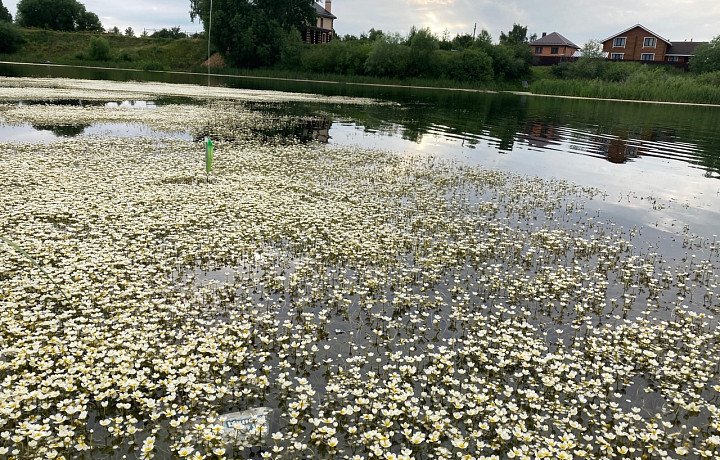 На веневском пруду Песчанике зацвели лютики
